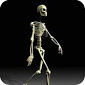 Walking skeleton Live WP